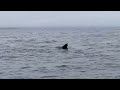 Orcas teaching calves to hunt sea lion