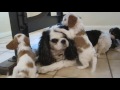 Cavalier Puppies @ 6 weeks