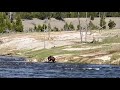 Bear Attacks, Drags and Kills Bison in Yellowstone National Park