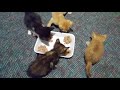 Kitten mealtime