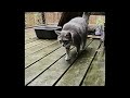 Angry Cat in the Rain