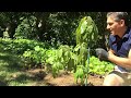 AVOCADO TREE PLANTING TIPS | IV Organic Sunblock 3-IN-1 For Trunk, Branches & Foliar Spray