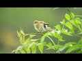 The Willow Warbler ~ 2024