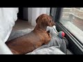 Mini dachshund's new morning routine