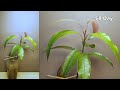 Growing mango tree from seed - Time lapse