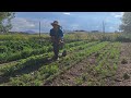 How to make $2800/week selling vegetables | 7 Crops that make $$$