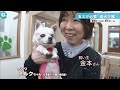 【歳をとるほど愛おしい】最期まで看てあげたい…年中無休の「老犬ホーム」