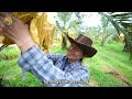 How to Harvest Dates Palm by Shaking Machine | Dates Palm Harvest Technology | Farming Documentary