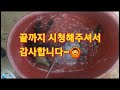 신양천#토종붕어#~대박났~슈