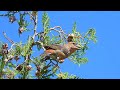 Red Crossbill