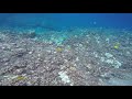 Big Island Snorkel so clear