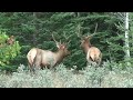 Motorcycle Riding, Elk, Rocky Mountains. Travel & Adventure POV