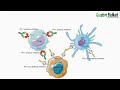 Immune Checkpoint Proteins