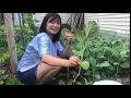 Bầu bí mướp khổ qua dưa leo trồng ở Mỹ & thu hoạch cải ná -harvest Chinese Kale