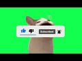 Pop Cat Eats Subscribe Button | Subscribe Green Screen