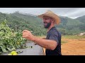 Estaquia de limão galego! Como garantir enraizamento?