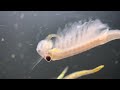 The Beavertail Fairy Shrimp (Thamnocephalus platyurus)