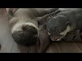 Otter Bingo＆Belle physical contact cuteness overload