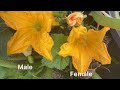 The difference between Male and Female Zucchini Plants