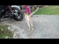 wahhh Ada kucing di Kampung halaman bunda kita