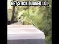 Get stick bugged lol