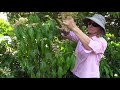 When Young Potted Mango Trees Flower