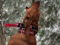 Idaho Mountain Lion Hunting With Hounds | Self Filmed | Redbone Power |  @screamingeagleoutdoors3092