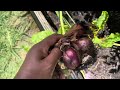 June 2024 Garden Tour Trellis Watermelon, Tomatoes,Peppers And Harvest #Garden #Homestead #plants