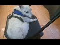 Harriet Volmar the dog likes my chair