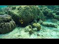 TOP 3 BEST RESORTS FOR SNORKELING IN THE MALDIVES 2022 🐠🐟🦈 The Best House Reefs (4K UHD)