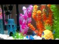 Spongebob 12 gallon aquarium w guppies