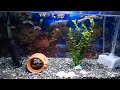 熱帯魚グッピー動画  #熱帯魚  #グッピー  #観賞魚  #いやし