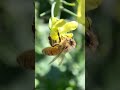 Garden pollination