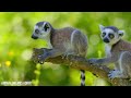 Majestic Amazon Jungle 4K🌿Animals That Call The Jungle Home With Soothing Relaxing Music