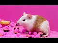 Bad Germs, Go away! Dentist Hamster Check Up Rainbow Friends | CHUCHU Hamster  Story