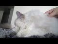 Ragdoll Kitten Takes a Shower!