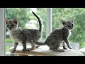 12 Hours Sleep Music for Cats 🐈 Calming Music for Cats No Ads ♬ Sleep Music for Anxious Cats