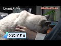 診察や治療ができる動物の救急車に密着