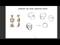 Basic Human Anatomy & Figure Invention for Animation - The Skeleton -