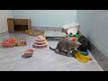 CLASSIC Dog and Cat Videos😪🐶1 HOURS of FUNNY Clips😻