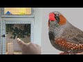 Breeding zebra finches: So many babies in the aviary.