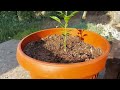 SIMPLE IRRIGATION SYSTEM DROP BY DROP: Make a homemade super dropper for plants