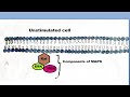 Cell biology | Insulin signaling