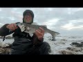 REEF RAID FOR BASS - UK BASS FISHING - UK SEA FISHING - LABRAX