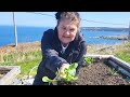 Picking dandelion greens and planting out seedlings