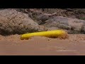 Pinned raft carnage at Bedrock Rapid, Grand Canyon