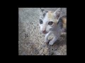🐱😹 Try Not To Laugh Dogs And Cats 😍🙀 New Funny Animals 2024 # 17