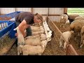 Sheep Farming: The Fall Lambs