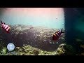 【LIVE】リアル水族館　沖縄の海をお届け♪　ブセナ海中公園からライブ配信中♪| OKINAWA REAL AQUARIUM |