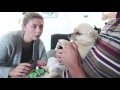 Vlog #6 | Life with 5 Chihuahuas - A Doggy Diary Part 1